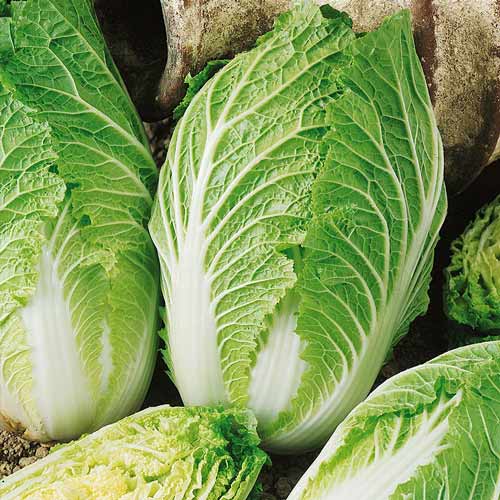 Капуста пекінська Мереживо Seedera зображення 1 артикул 72241