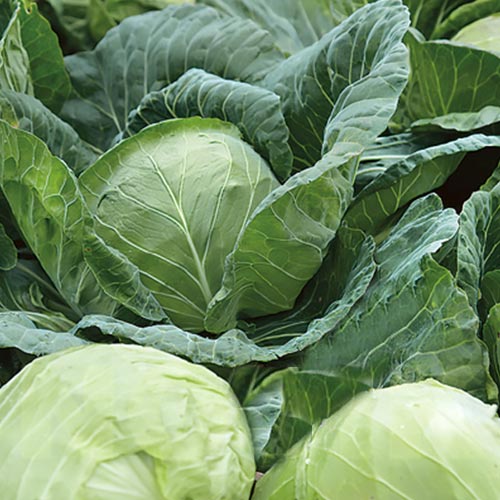 Капуста белокочанная Полар Vinel seeds рисунок 1 артикул 95576