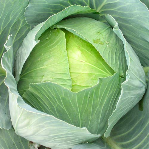 Капуста Цукрова голова, насіння артикул фото 1 Капуста Цукрова голова, насіння зображення 1 артикул 70140