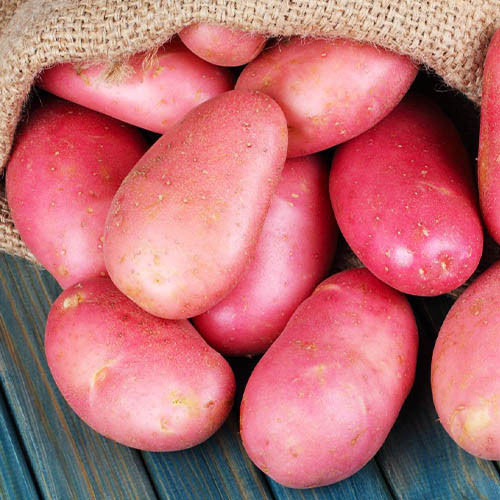 Картопля Альвара зображення 1 артикул 7800