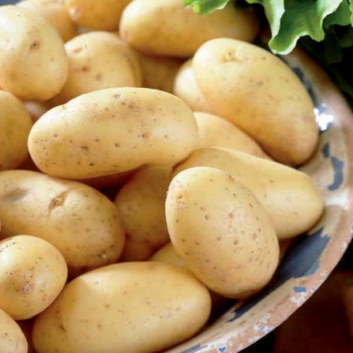 Картофель Гранада рисунок 1 артикул 1067