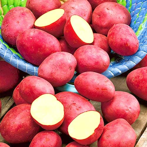 Картофель Кристина рисунок 1 артикул 7850