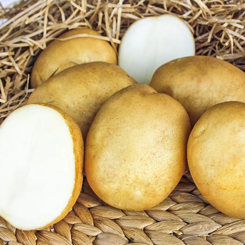 Картофель Маверик рисунок 1 артикул 1069