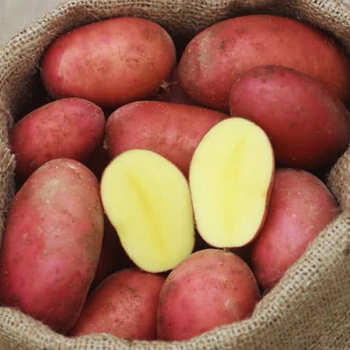 Картофель Алуэт рисунок 1 артикул 4545