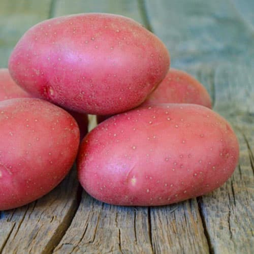 Картофель Эсми рисунок 1 артикул 4543