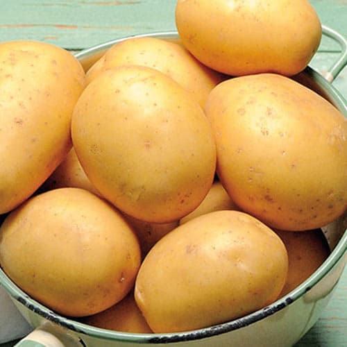 Картофель Колобок рисунок 1 артикул 1040