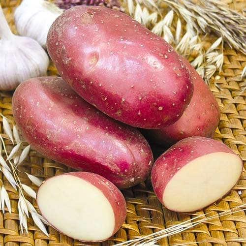 Картофель Красавчик рисунок 1 артикул 7883