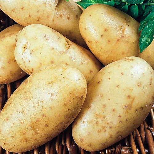 Картофель Лорх рисунок 1 артикул 1043