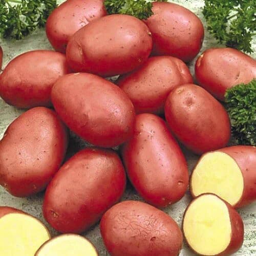 Картофель Ред Фэнтази рисунок 1 артикул 9629