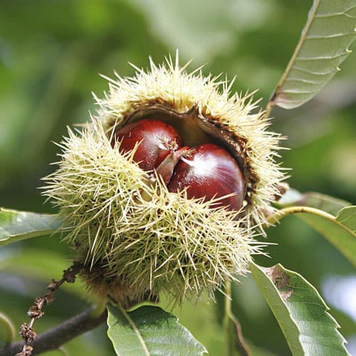 Каштан їстівний зображення 1 артикул 9232