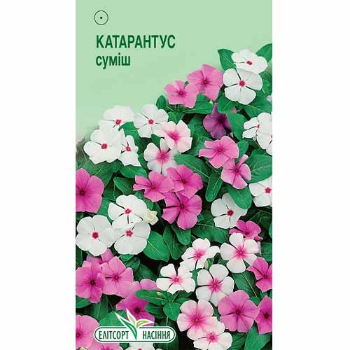 Катарантус, смесь окрасок Элитсорт артикул фото 1 Катарантус, смесь окрасок Элитсорт рисунок 1 артикул 85944