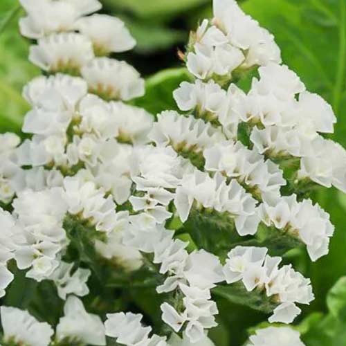 Кермек белый Садыба центр рисунок 1 артикул 89348