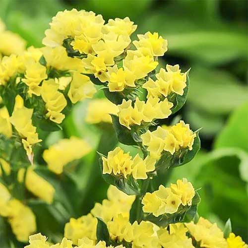 Кермек жовтий Садиба центр артикул фото 1 Кермек жовтий Садиба центр зображення 1 артикул 89349