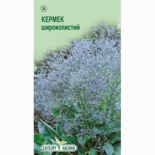 Кермек широколистий Елітсорт зображення 1 артикул 95113