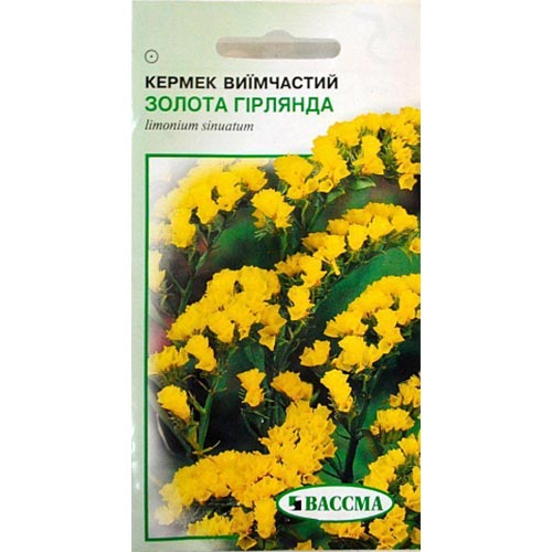 Кермек Золота гірлянда Seedera зображення 1 артикул 77016