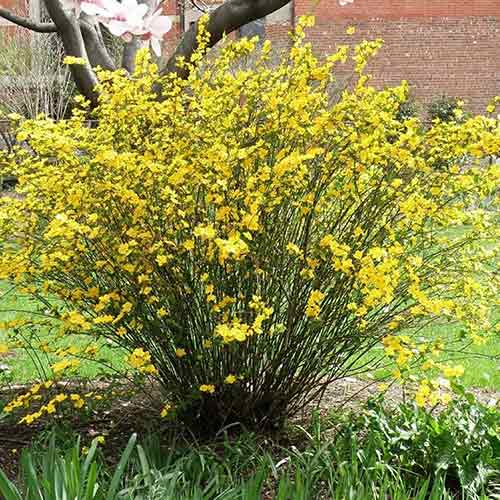 Керрія японська Голден Гвінея зображення 1 артикул 9587