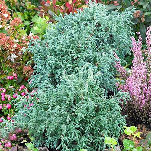 Кипарисовик горохоплідний Бейбі Блю артикул фото 1 Кипарисовик горохоплідний Бейбі Блю зображення 1 артикул 9422