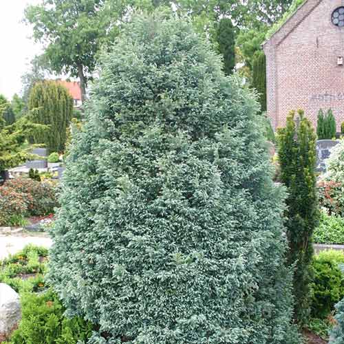 Кипарисовик горохоплодный Бульвар Болевард артикул фото 1 Кипарисовик горохоплодный Бульвар Болевард рисунок 1 артикул 9423