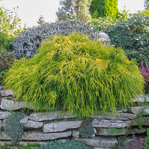 Кипарисовик горохоплідний Санголд артикул фото 1 Кипарисовик горохоплідний Санголд зображення 1 артикул 9402