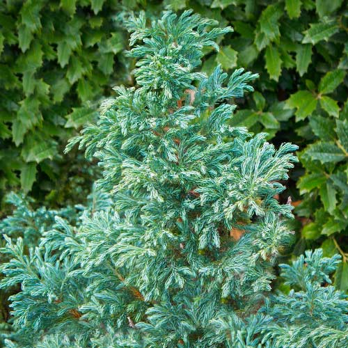 Кипарисовик горохоплодный Вайт Бьюти артикул фото 1 Кипарисовик горохоплодный Вайт Бьюти рисунок 1 артикул 9424