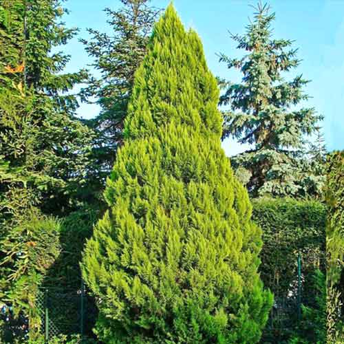 Кипарисовик Лавсона Элвудс Голд артикул фото 1 Кипарисовик Лавсона Элвудс Голд рисунок 1 артикул 9419