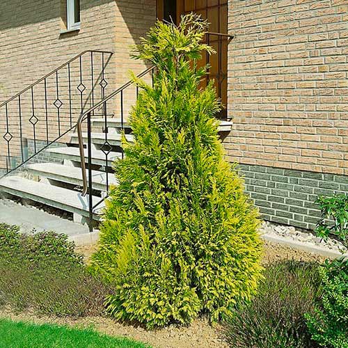 Кипарисовик Лавсона Голден Вондер, саженцы артикул фото 1 Кипарисовик Лавсона Голден Вондер, саженцы рисунок 1 артикул 9421