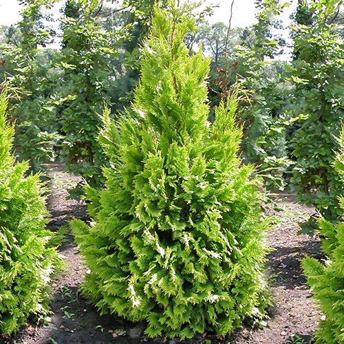 Кипарисовик Лавсона Івонне артикул фото 1 Кипарисовик Лавсона Івонне зображення 1 артикул 9455