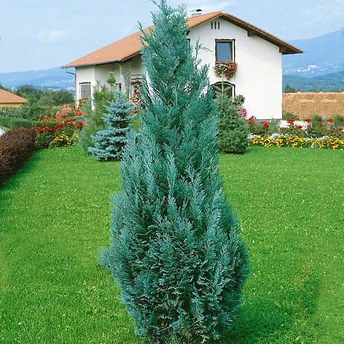 Кипарисовик Лавсона Колумнарис артикул фото 1 Кипарисовик Лавсона Колумнарис рисунок 1 артикул 9418