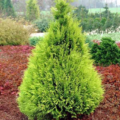 Кипарисовик Лавсона Стардаст, саженцы артикул фото 1 Кипарисовик Лавсона Стардаст, саженцы рисунок 1 артикул 9420