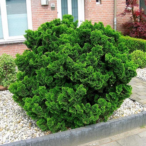 Кипарисовик Нана Грациліс артикул фото 1 Кипарисовик Нана Грациліс зображення 1 артикул 9403