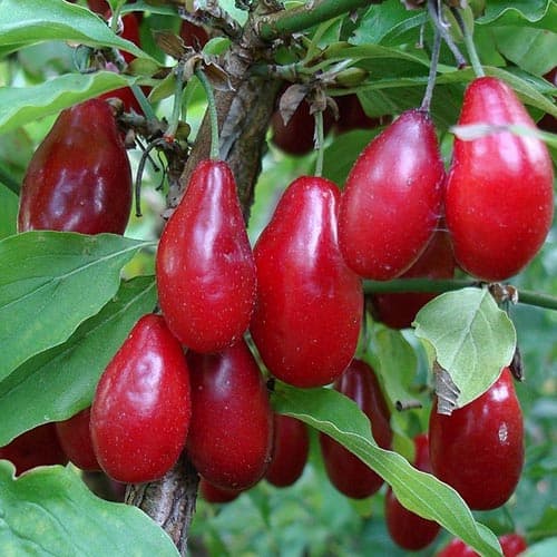 Кизил Джолико рисунок 1 артикул 4698