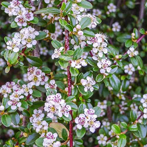 Кизильник Квин оф Карпет рисунок 1 артикул 4756