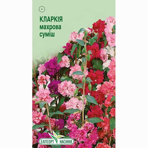 Кларкія махрова, суміш забарвлень Елітсорт зображення 1 артикул 95114