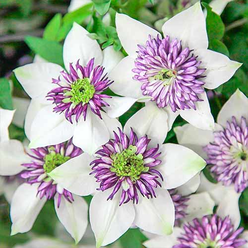 Клематис Биколор рисунок 1 артикул 4757