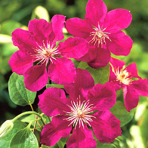 Клематис Эрнест Маркхам артикул фото 2 Клематис Эрнест Маркхам рисунок 2 артикул 2432