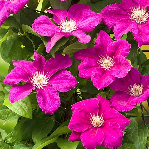 Клематіс Ернест Маркхем зображення 1 артикул 4762