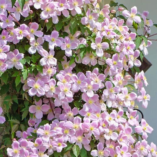 Клематіс гірський Елізабет зображення 1 артикул 9053