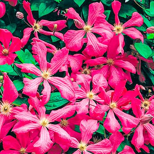 Клематіс Кермезіна зображення 1 артикул 4766