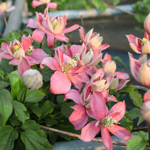 Клематис Marjorie рисунок 1 артикул 5874