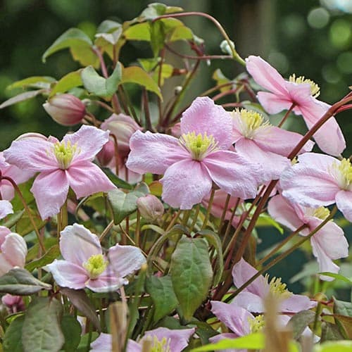 Клематис горный Рубенс рисунок 1 артикул 9052