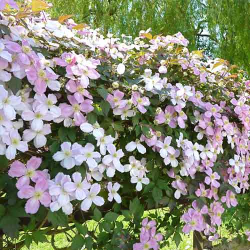 Клематис горный Грандифлора артикул фото 1 Клематис горный Грандифлора рисунок 1 артикул 2593