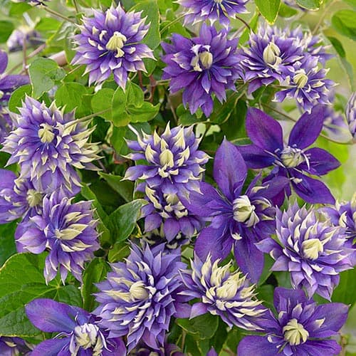 Клематіс Тайга зображення 1 артикул 76686
