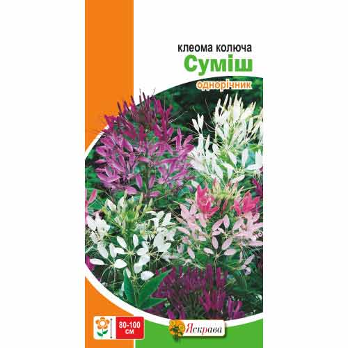 Клеома, суміш забарвлень Яскрава зображення 1 артикул 72262