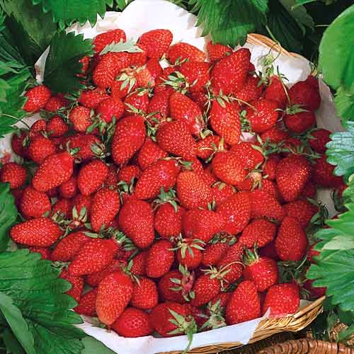 Клубника Ананасная, семена рисунок 2 артикул 65509