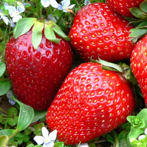 Клубника Гигант рисунок 2 артикул 65208