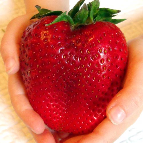 Клубника Гигант рисунок 1 артикул 65208