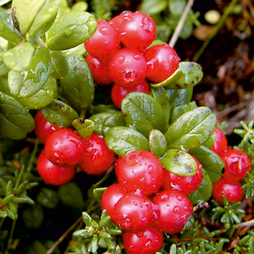 Журавлина Біг Перл артикул фото 1 Журавлина Біг Перл зображення 1 артикул 8420