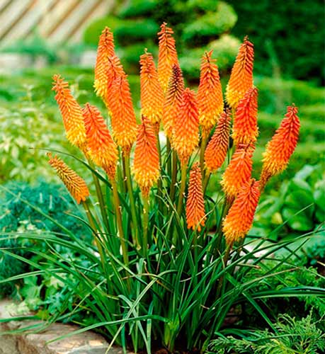 Кніфофія Індіана зображення 1 артикул 77019