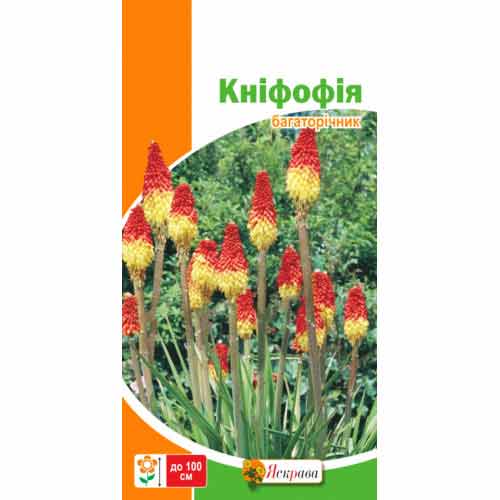 Кніфофія Яскрава зображення 1 артикул 72263