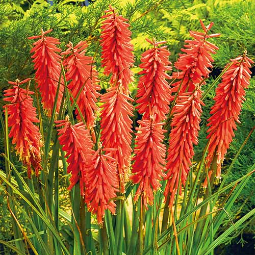 Кніфофія Ред Адмірал зображення 1 артикул 76299